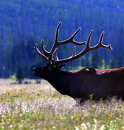Montana 
Elk Photo